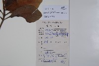 珊瑚樹藏品圖，第2張