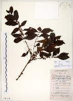 十子木、加入舅藏品圖，第1張