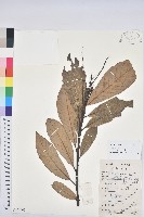 黧蒴栲藏品圖，第1張
