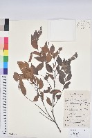喙果黑面神藏品圖，第1張