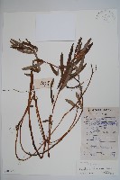 華鳳仙藏品圖，第1張