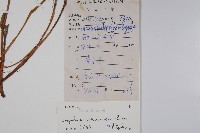 華鳳仙藏品圖，第2張