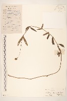 蟛蜞菊藏品圖，第1張