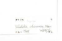 蟛蜞菊藏品圖，第3張