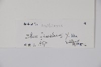 臺灣糊樗藏品圖，第2張