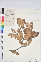 嶺南青剛櫟、嶺南椆藏品圖，第1張