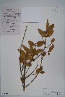 大葉黃楊藏品圖，第1張