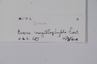 大葉黃楊藏品圖，第2張