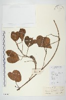 登錄號:S101501藏品圖，第1張