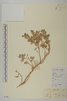 匍匐濱藜藏品圖，第1張