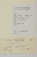 匍匐濱藜藏品圖，第2張