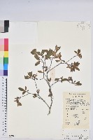 唐杜鵑、大屯杜鵑、中原氏杜鵑藏品圖，第1張