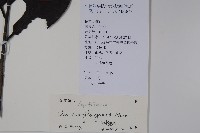 廣東冬青藏品圖，第2張