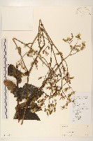 登錄號:S101529藏品圖，第1張