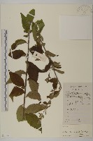 珍珠蒿、奇蒿藏品圖，第1張