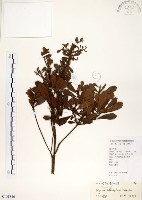 青楊梅藏品圖，第1張
