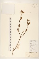 光梗闊苞菊藏品圖，第1張