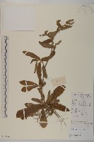 燈豎朽藏品圖，第1張