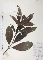 九節木、牛屎烏、青龍吐霧藏品圖，第1張