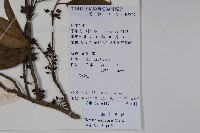 海南冬青藏品圖，第2張