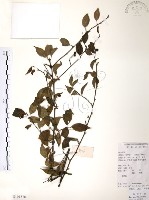 燈稱花、烏雞骨藏品圖，第1張