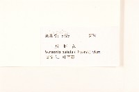 嶺南野菊藏品圖，第3張
