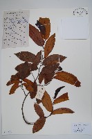 假鷹爪藏品圖，第1張