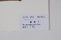 假鷹爪藏品圖，第2張