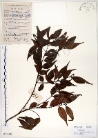十子木、加入舅藏品圖，第1張