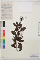 多花勾兒茶, 多花黃鱔藤藏品圖，第1張