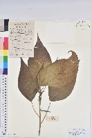 紅邊鐵莧藏品圖，第1張