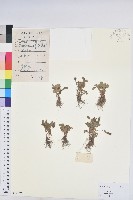 葉下珠、珠仔草藏品圖，第1張