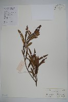 小金冬青藏品圖，第1張
