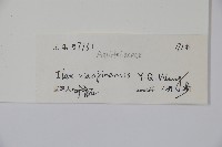 小金冬青藏品圖，第2張