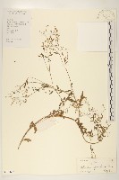 銀膠菊藏品圖，第1張
