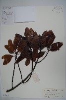 登錄號:S101607藏品圖，第1張