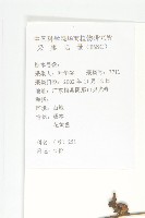 卵葉菜欒藤藏品圖，第2張