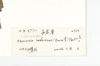 卵葉菜欒藤藏品圖，第3張