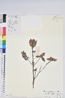 大浦杜鵑花藏品圖，第1張