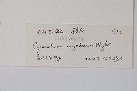 刺瓜藏品圖，第2張
