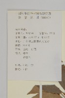 密花假衛矛藏品圖，第2張