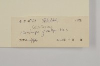 密花假衛矛藏品圖，第3張