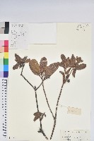 南嶺杜鵑花藏品圖，第1張