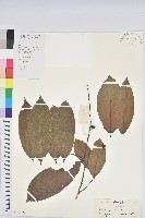 登錄號:S101621藏品圖，第1張