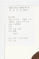 頭花銀背藤藏品圖，第2張