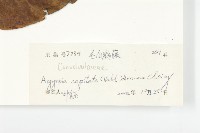 頭花銀背藤藏品圖，第3張