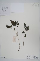 四子馬藍藏品圖，第1張