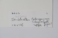 四子馬藍藏品圖，第2張