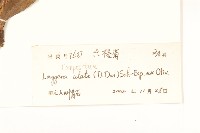 六角草藏品圖，第3張