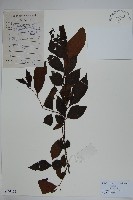 倒吊芼藏品圖，第1張